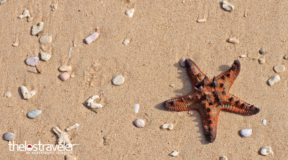bintang-laut-tablolong