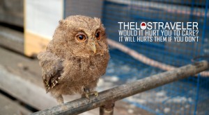 thelostraveler