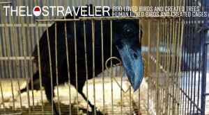 thelostraveler